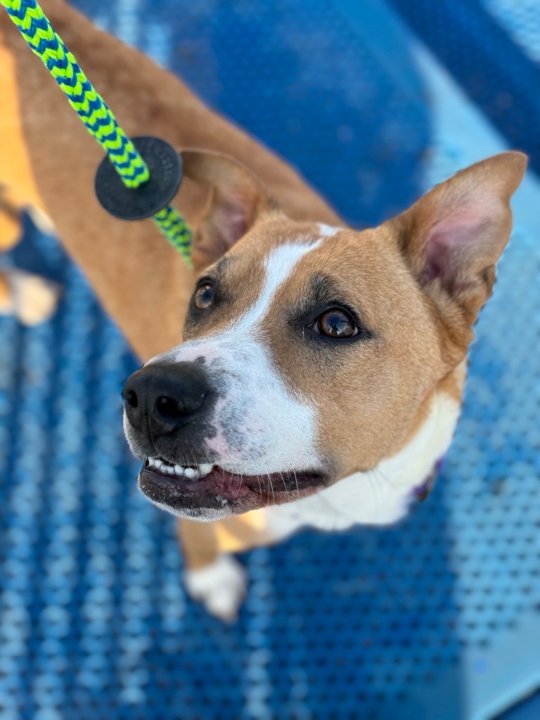 Darla, an adoptable Pit Bull Terrier in Liverpool, NY, 13088 | Photo Image 3