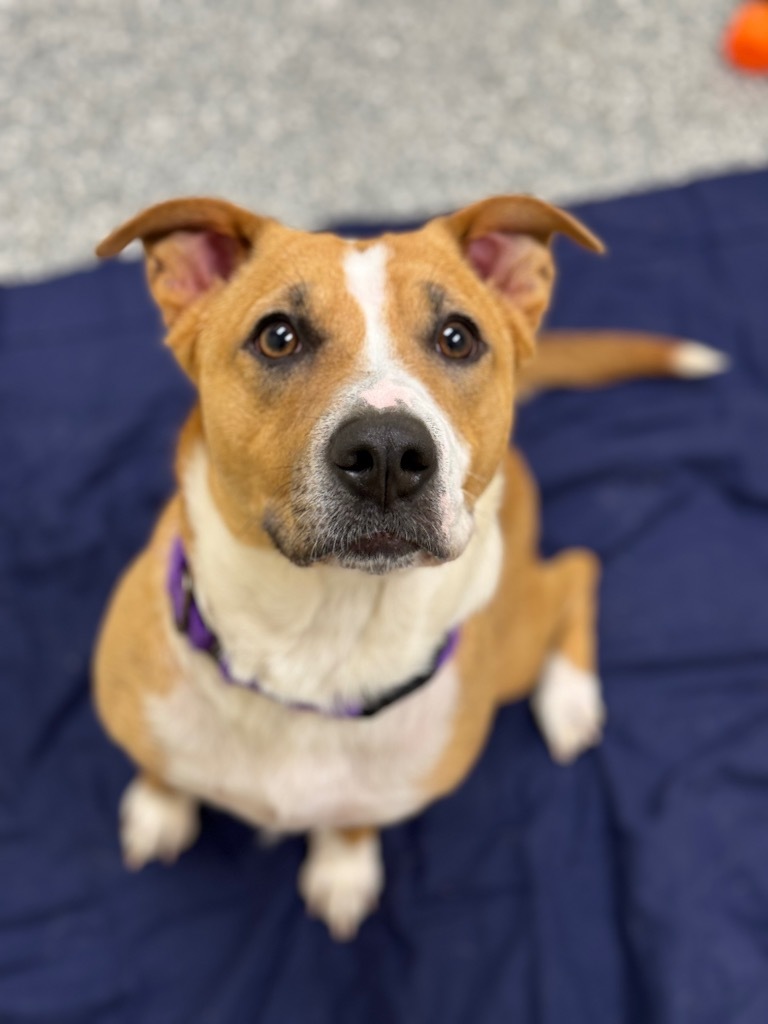Darla, an adoptable Pit Bull Terrier in Liverpool, NY, 13088 | Photo Image 4