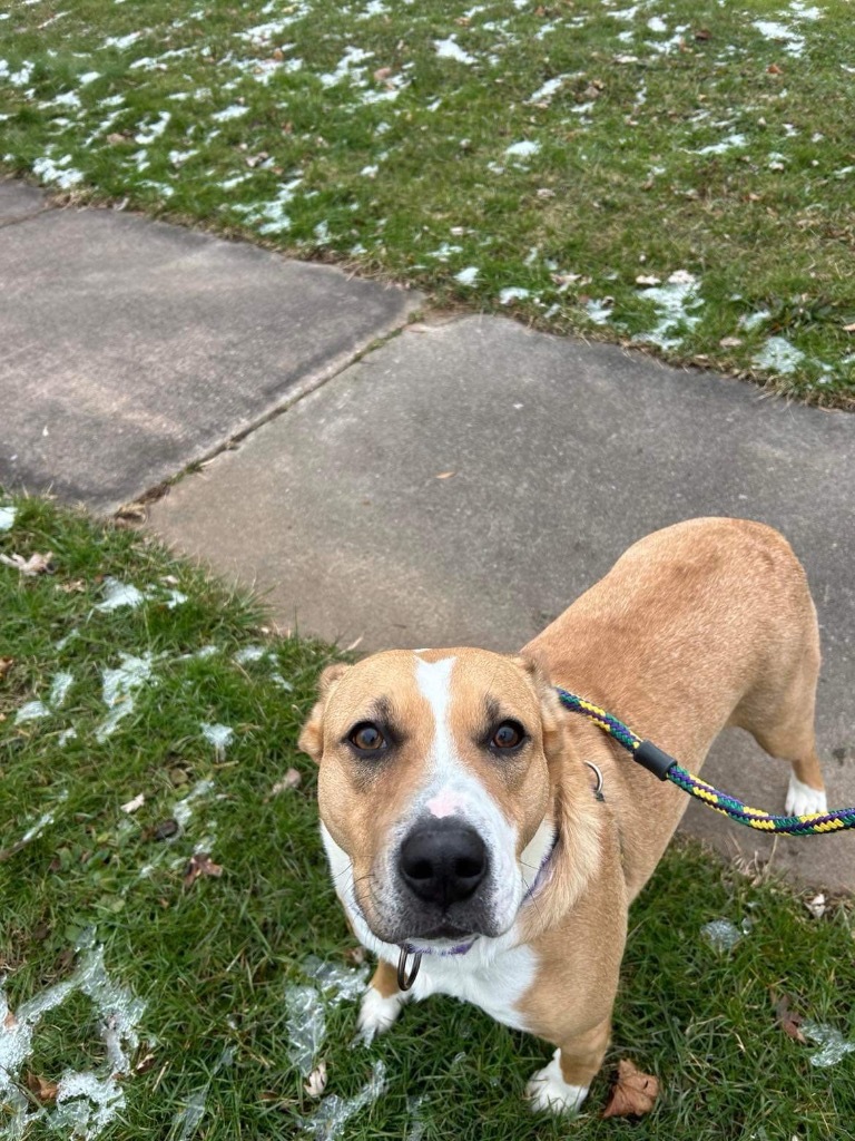 Darla, an adoptable Pit Bull Terrier in Liverpool, NY, 13088 | Photo Image 6