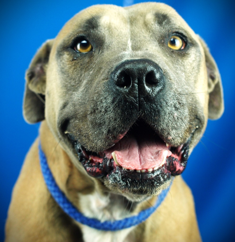 Narci (Sasha), an adoptable Pit Bull Terrier, Mixed Breed in Denham Springs, LA, 70726 | Photo Image 1