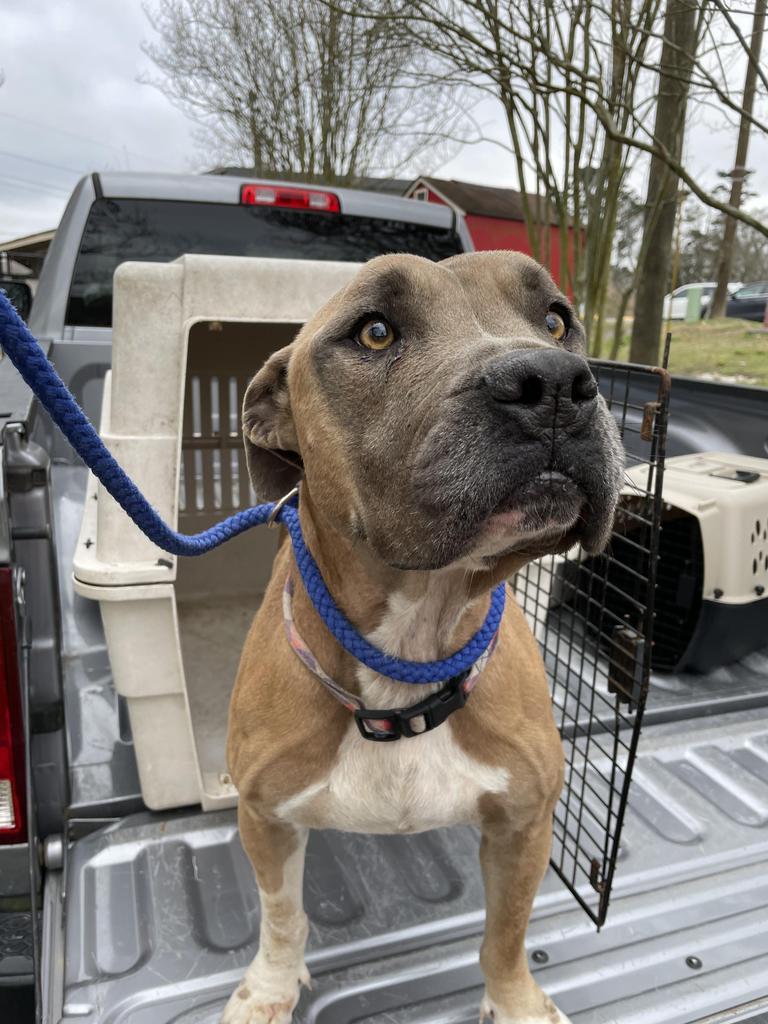 Narci (Sasha), an adoptable Pit Bull Terrier, Mixed Breed in Denham Springs, LA, 70726 | Photo Image 2