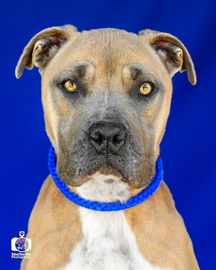 Narci (Sasha), an adoptable Pit Bull Terrier, Mixed Breed in Denham Springs, LA, 70726 | Photo Image 3