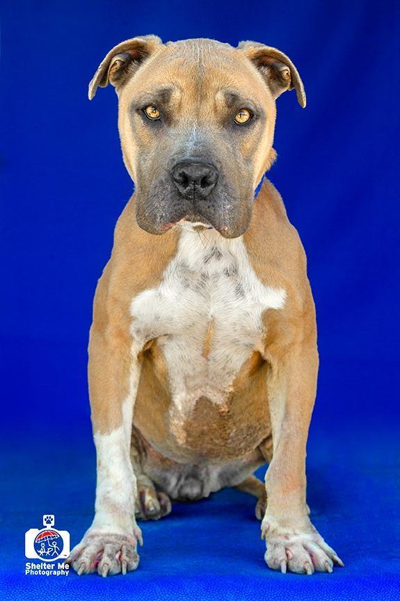 Narci (Sasha), an adoptable Pit Bull Terrier, Mixed Breed in Denham Springs, LA, 70726 | Photo Image 4