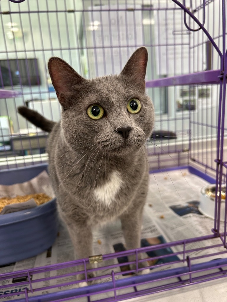 Hazel, an adoptable Domestic Medium Hair in Denham Springs, LA, 70726 | Photo Image 1