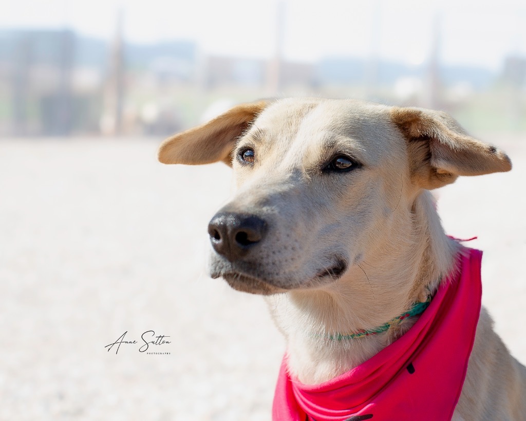 Millie (TW), an adoptable Labrador Retriever in Hot Springs, SD, 57747 | Photo Image 1