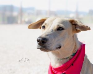 Millie, Adult Female unknown