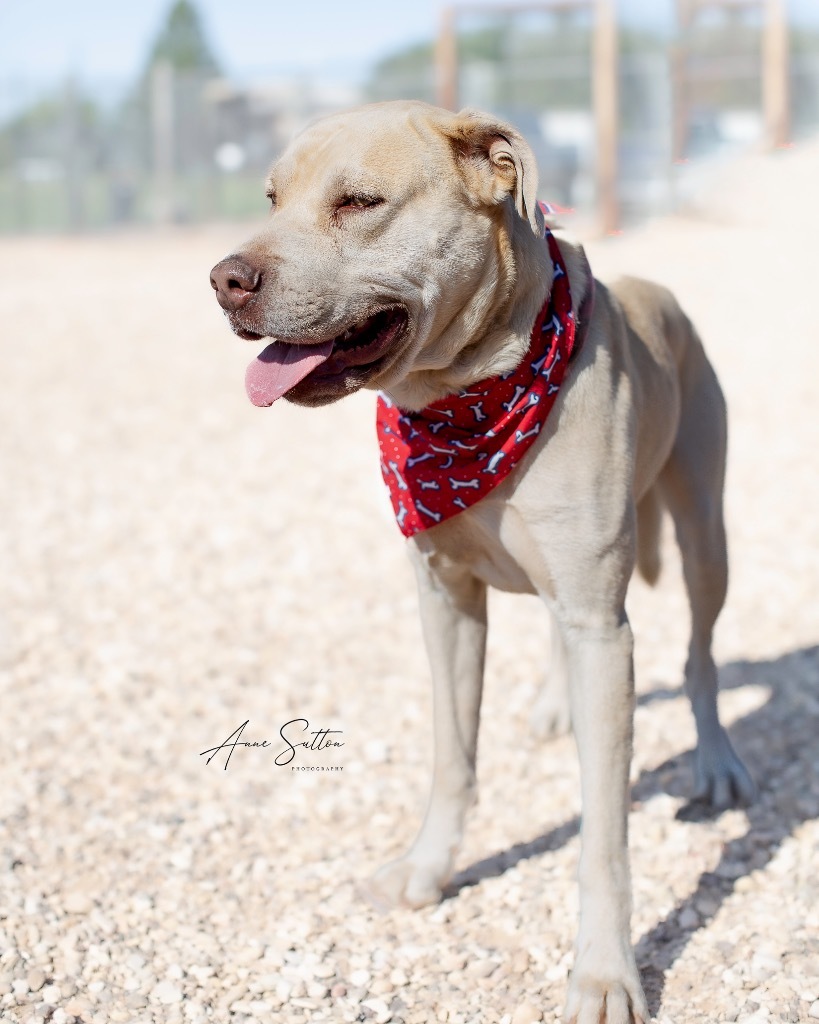 Drago, an adoptable Labrador Retriever in Hot Springs, SD, 57747 | Photo Image 1