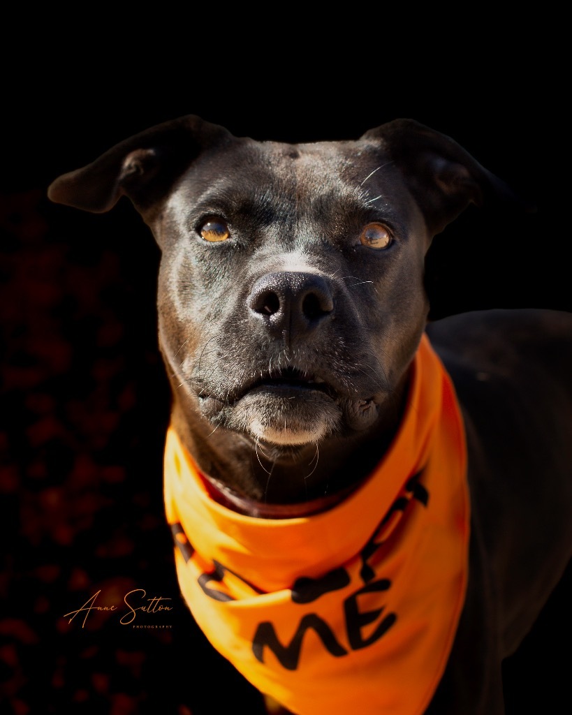 Tillie (TW), an adoptable Pit Bull Terrier in Hot Springs, SD, 57747 | Photo Image 1