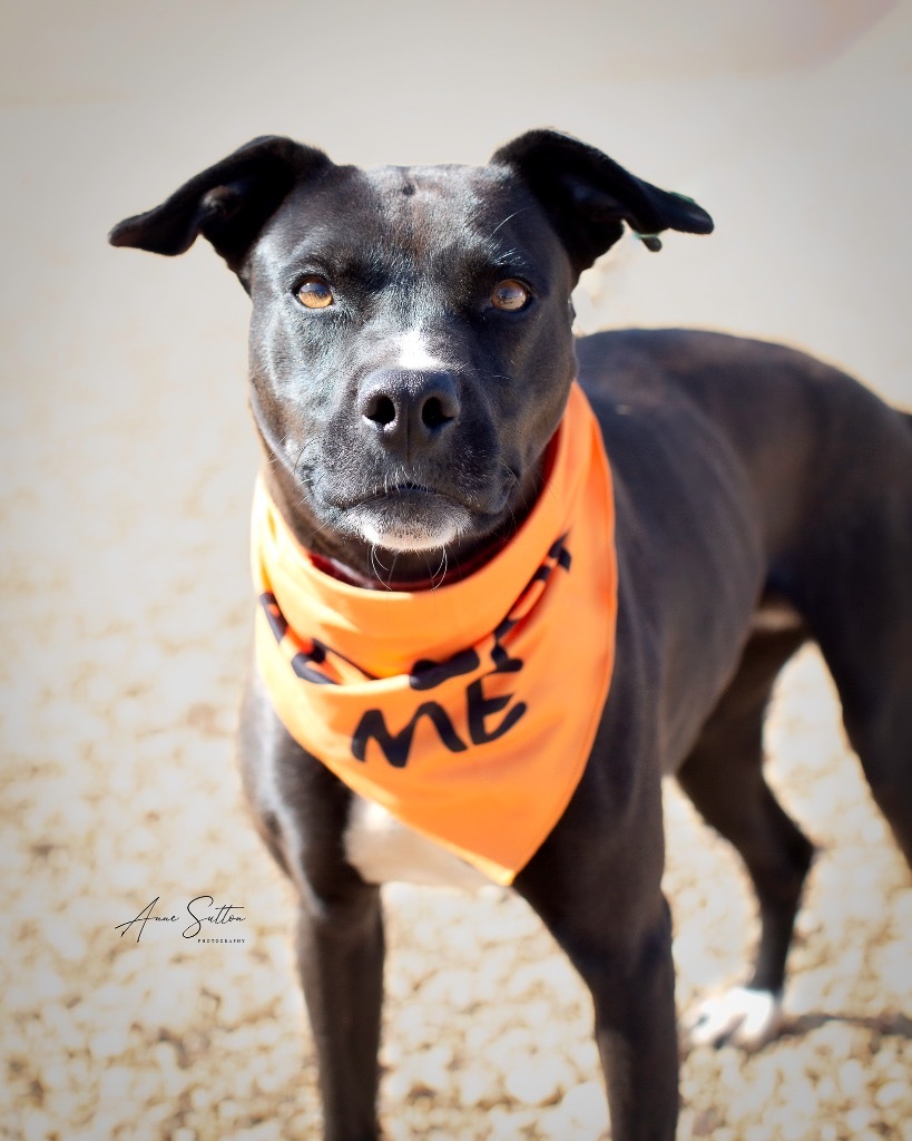 Tillie, an adoptable Pit Bull Terrier in Hot Springs, SD, 57747 | Photo Image 2