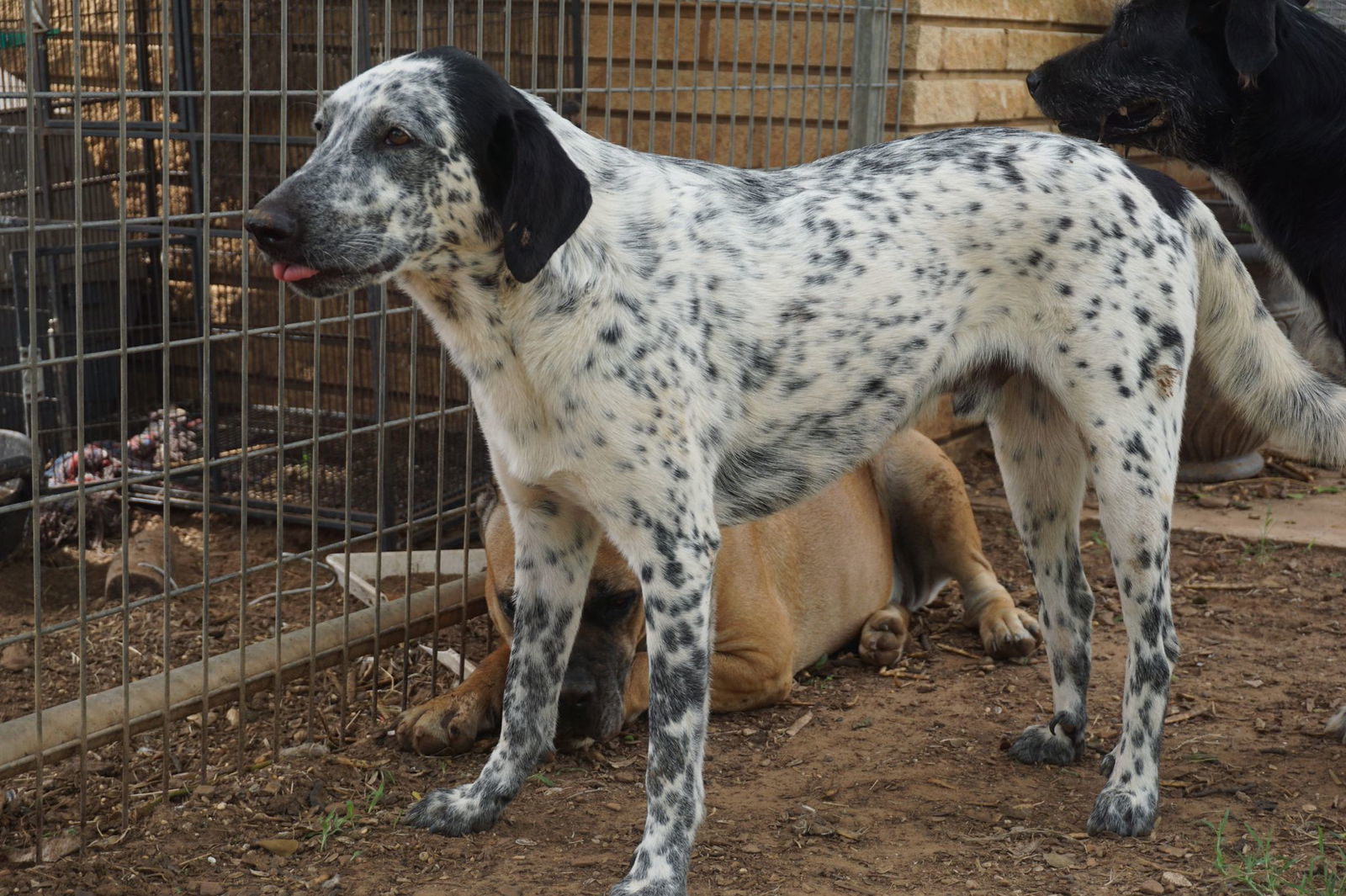 BANDITO, an adoptable Dalmatian, Labrador Retriever in San Antonio, TX, 78216 | Photo Image 1