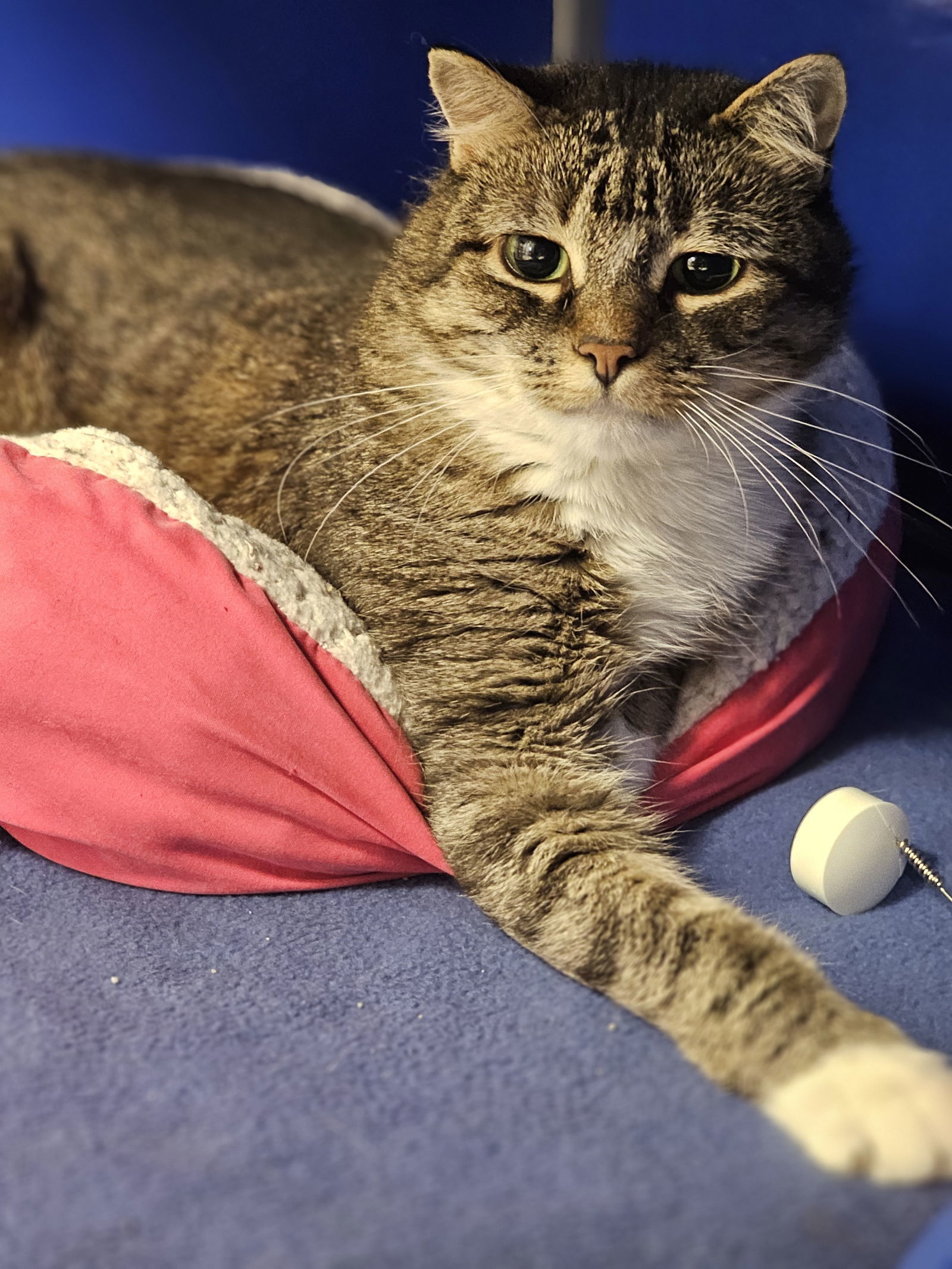 Monica, an adoptable Domestic Short Hair in Webster, WI, 54893 | Photo Image 1