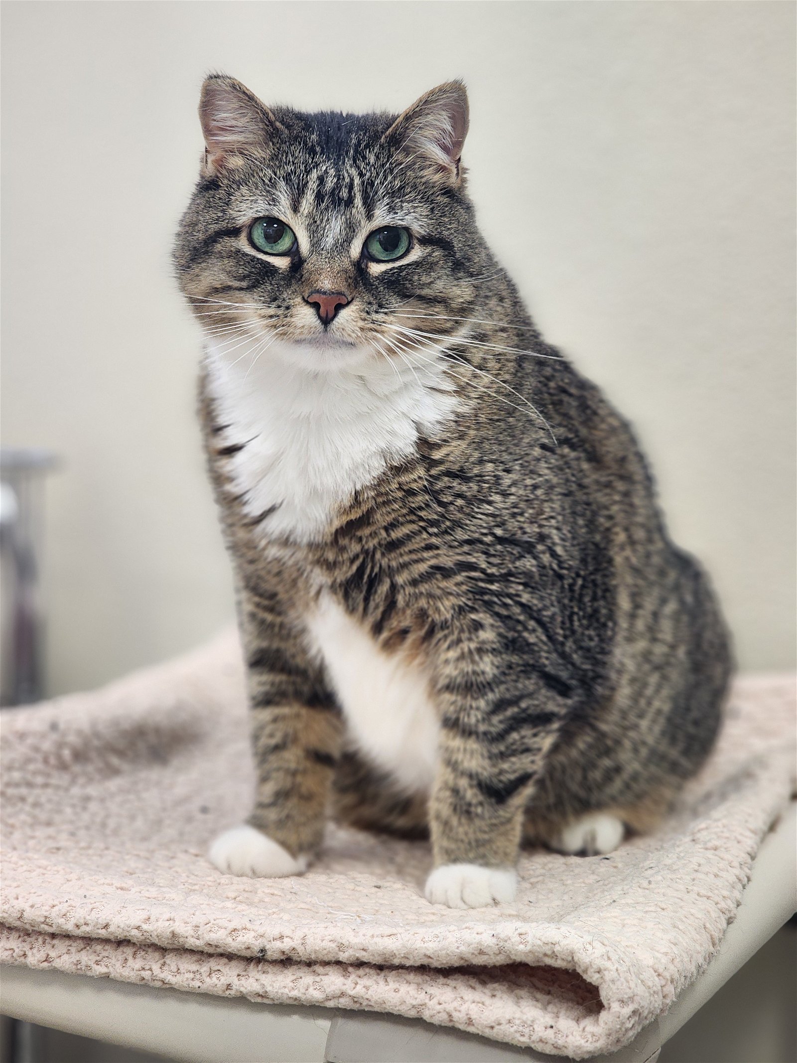 Monica, an adoptable Domestic Short Hair in Webster, WI, 54893 | Photo Image 2