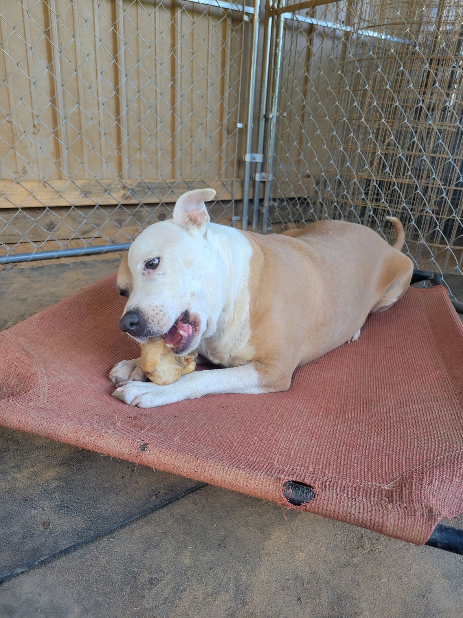 Ruby, an adoptable Pit Bull Terrier in Southaven, MS, 38672 | Photo Image 1