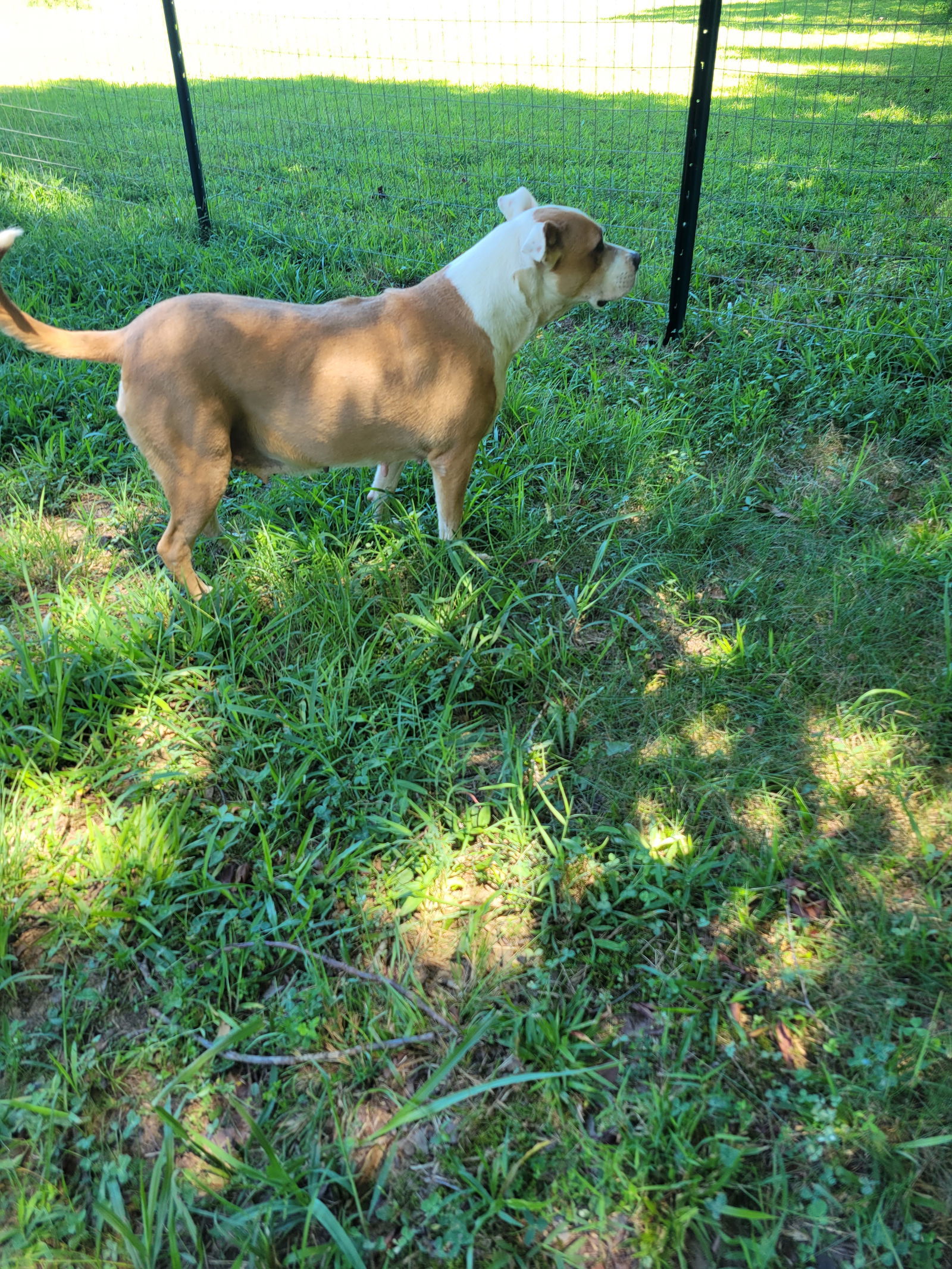 Ruby, an adoptable Pit Bull Terrier in Southaven, MS, 38672 | Photo Image 2