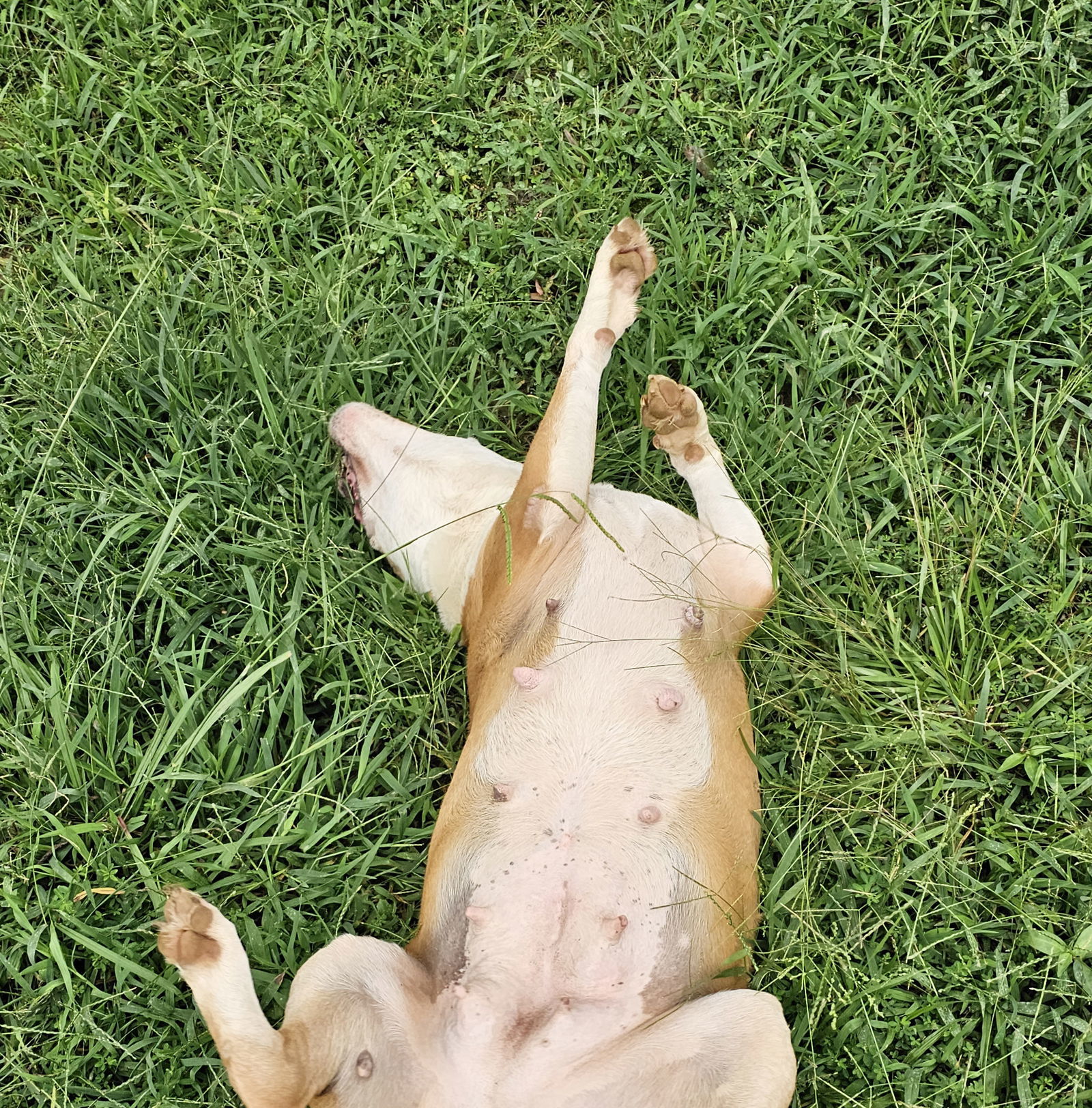 Ruby, an adoptable Pit Bull Terrier in Southaven, MS, 38672 | Photo Image 3