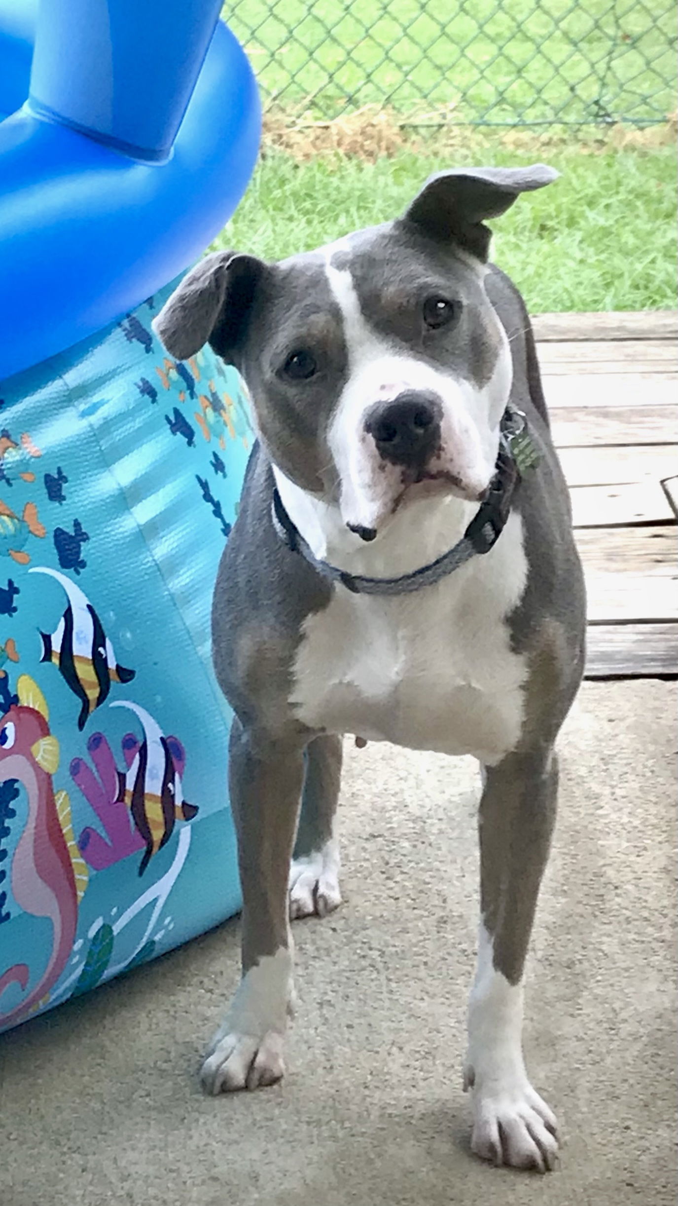 Jude, an adoptable Pit Bull Terrier in Southaven, MS, 38672 | Photo Image 1