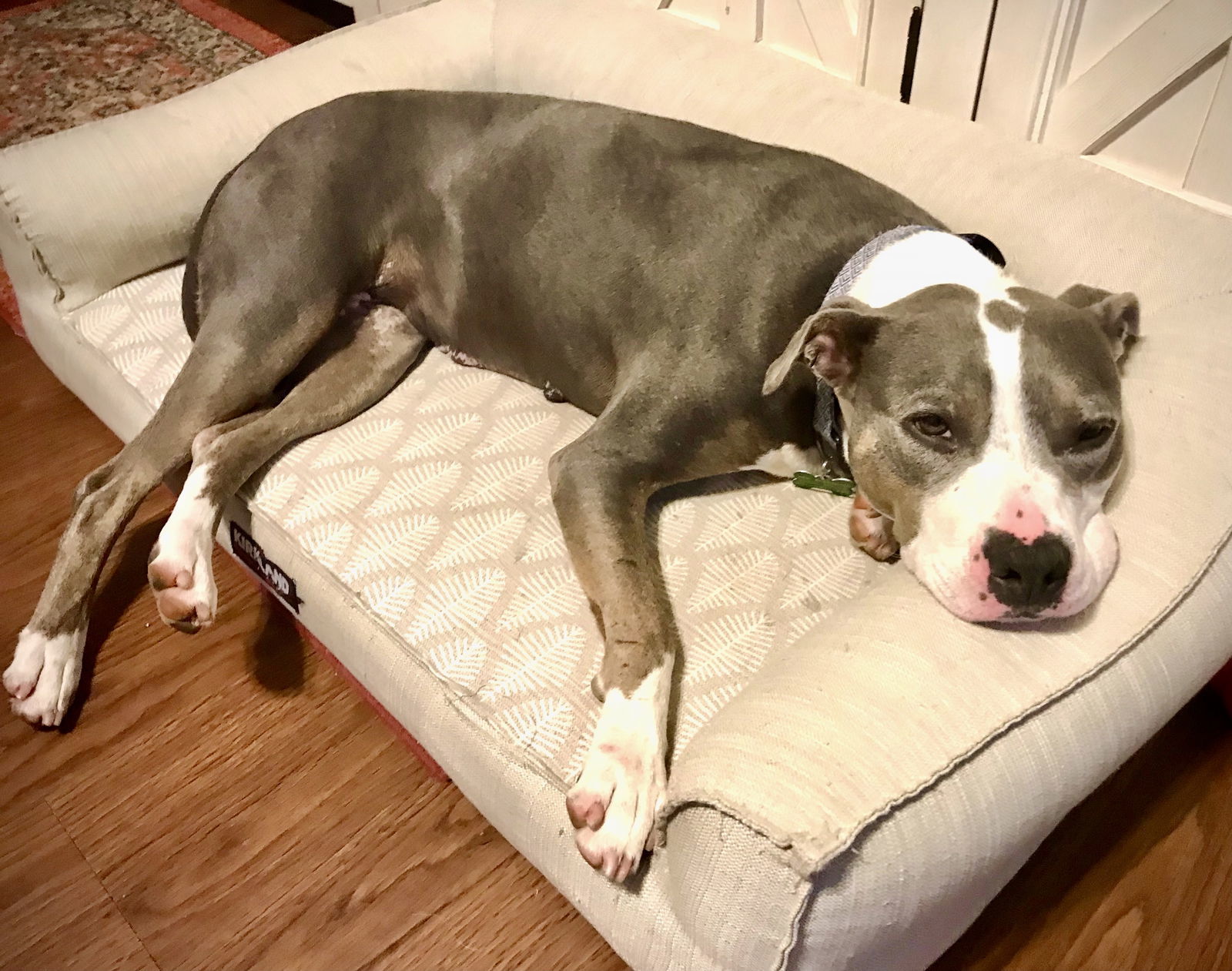 Jude, an adoptable Pit Bull Terrier in Southaven, MS, 38672 | Photo Image 2