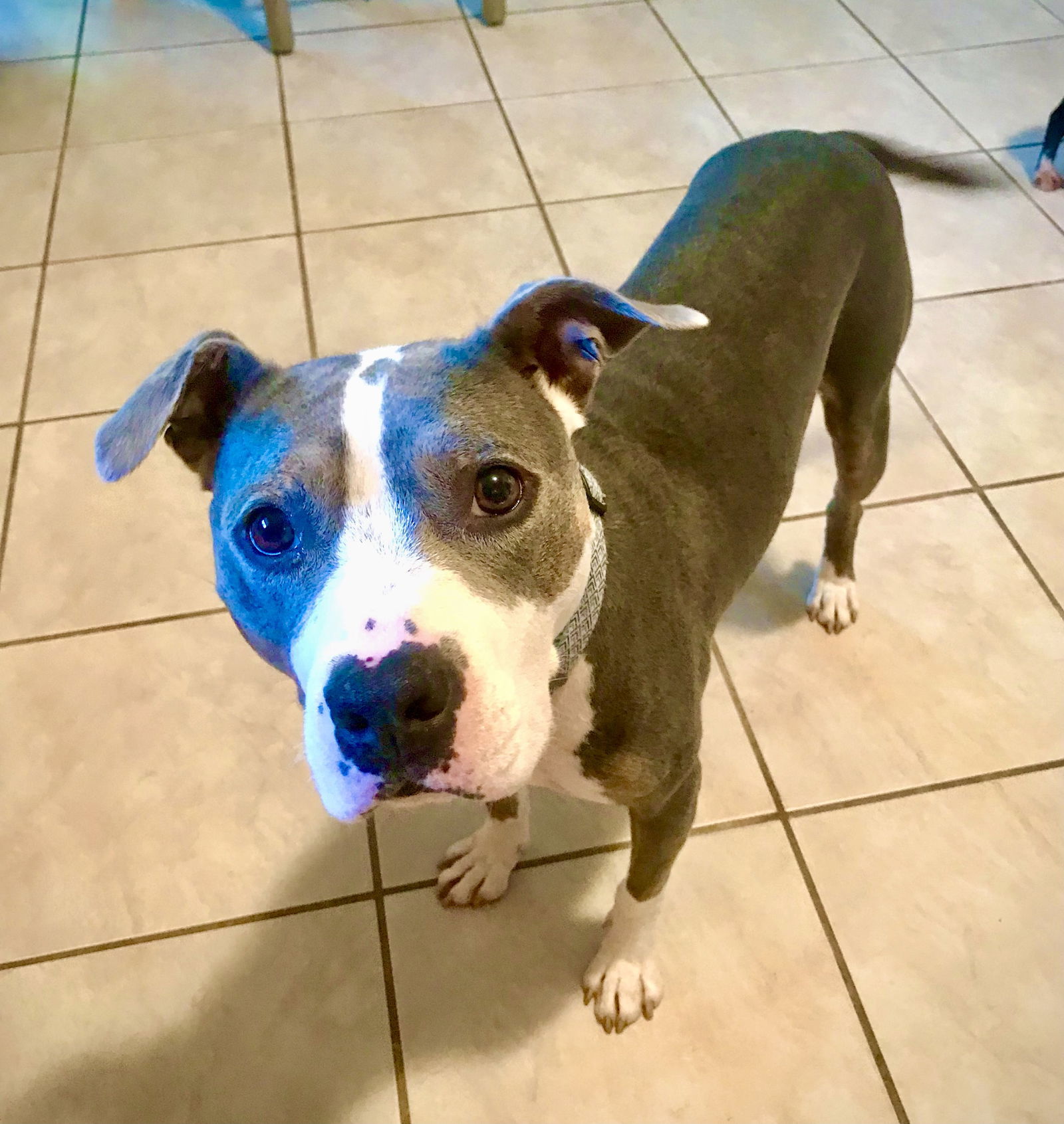 Jude, an adoptable Pit Bull Terrier in Southaven, MS, 38672 | Photo Image 3