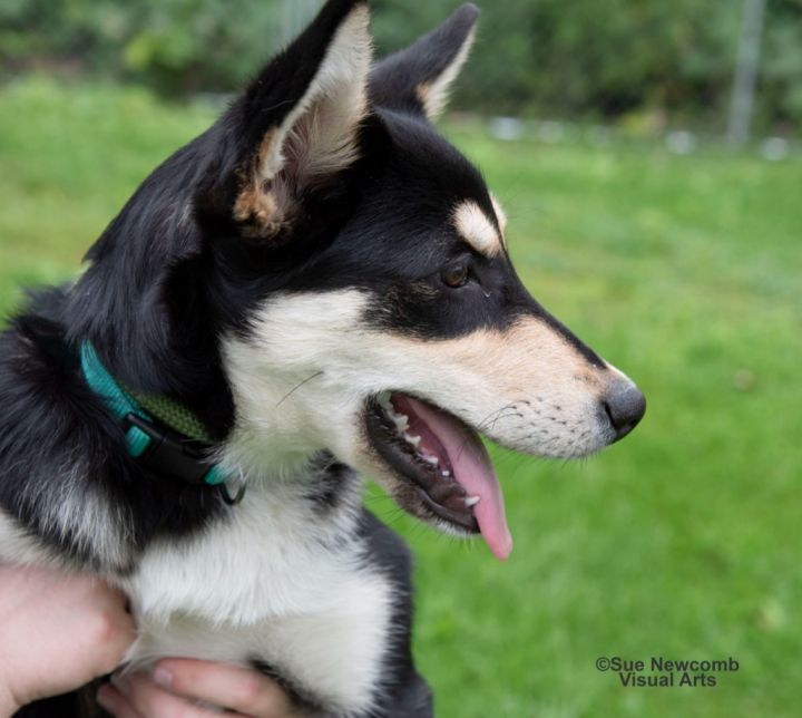 Sage, an adoptable Husky Mix in Shorewood, IL_image-6