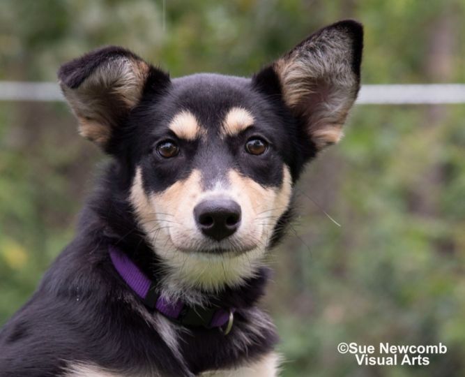 Penny (adoption pending)