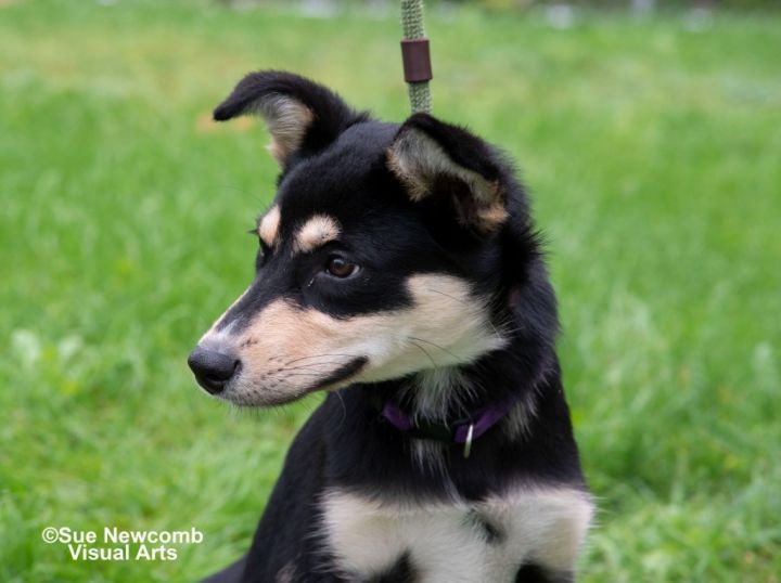 Penny (adoption pending), an adoptable Husky Mix in Shorewood, IL_image-3