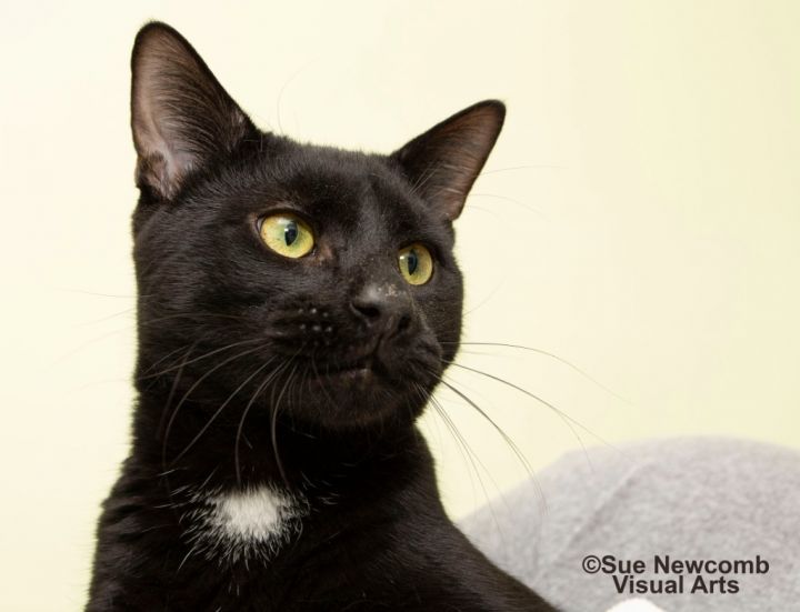 Gomez, an adoptable Domestic Short Hair in Shorewood, IL_image-1