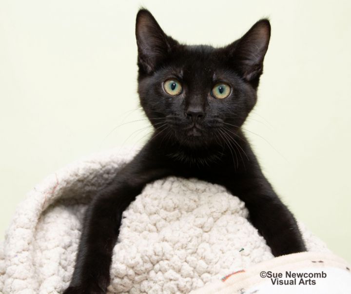 Wednesday, an adoptable Domestic Short Hair in Shorewood, IL_image-1