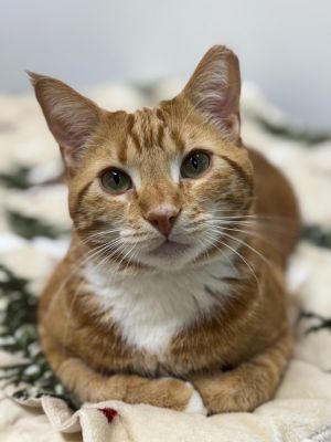 Claus, Adult Male Domestic Short Hair