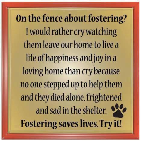 Fosters Needed!