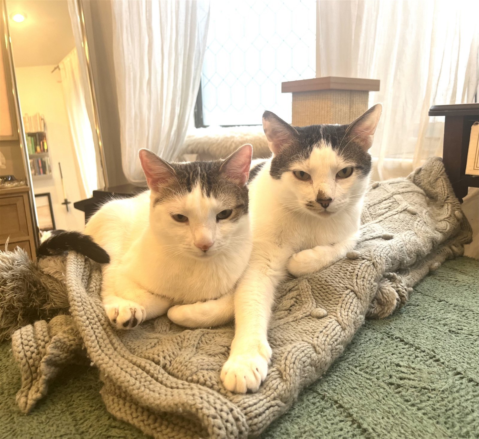 Rusty and Poe: Bonded Lap Kitties