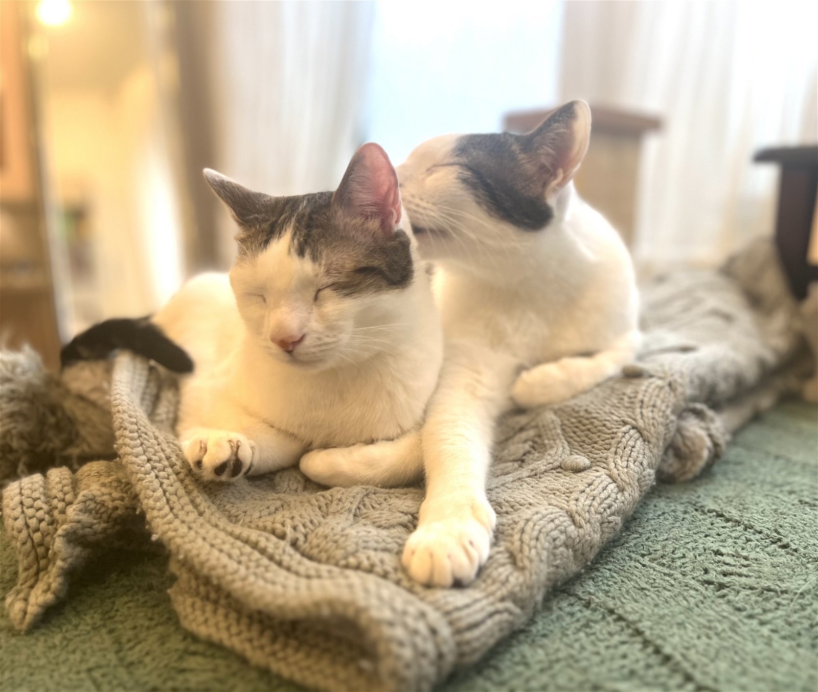 Rusty and Poe: Bonded Lap Kitties