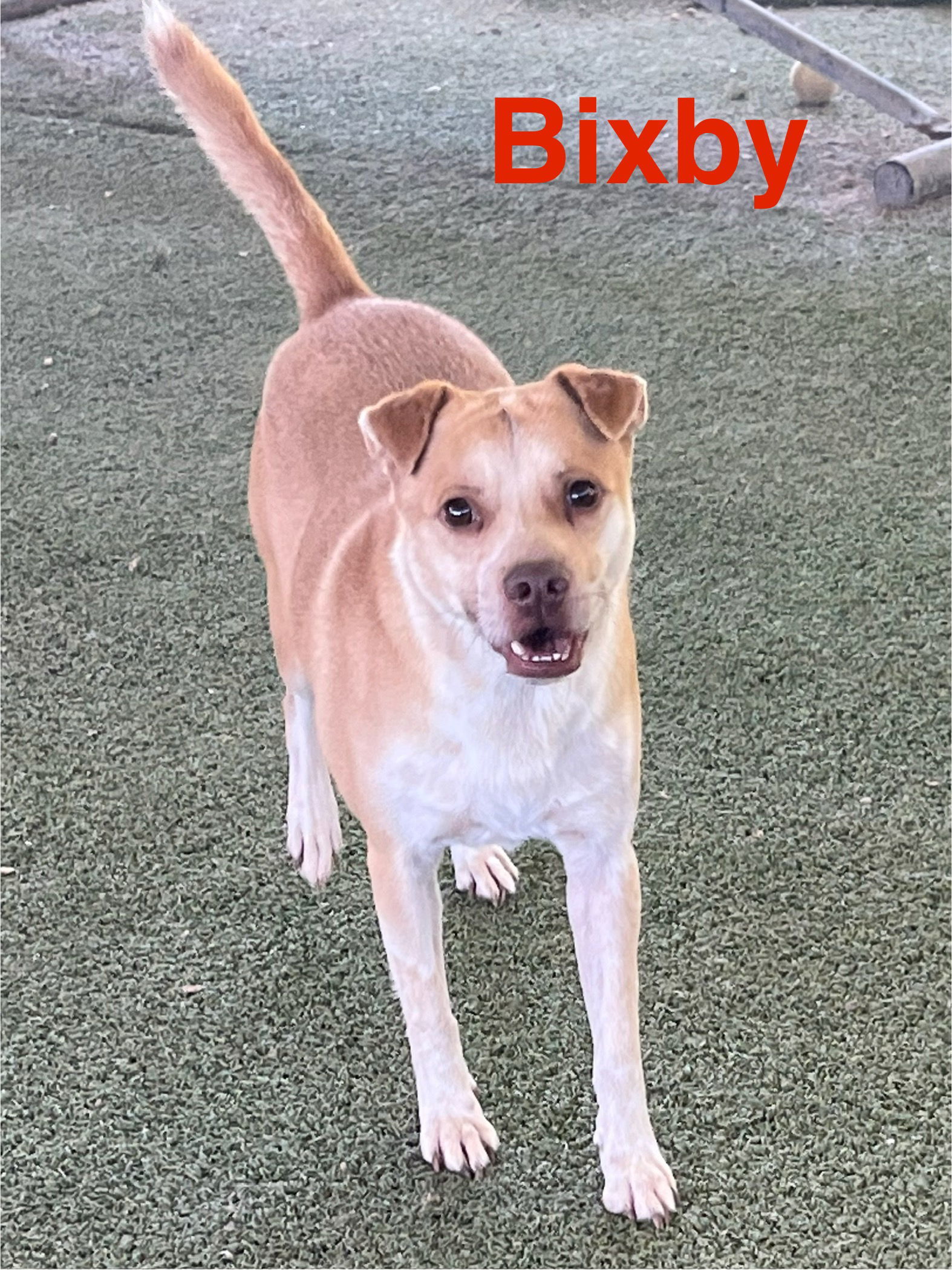 Bixby
