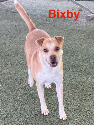 Bixby, Adult Male unknown