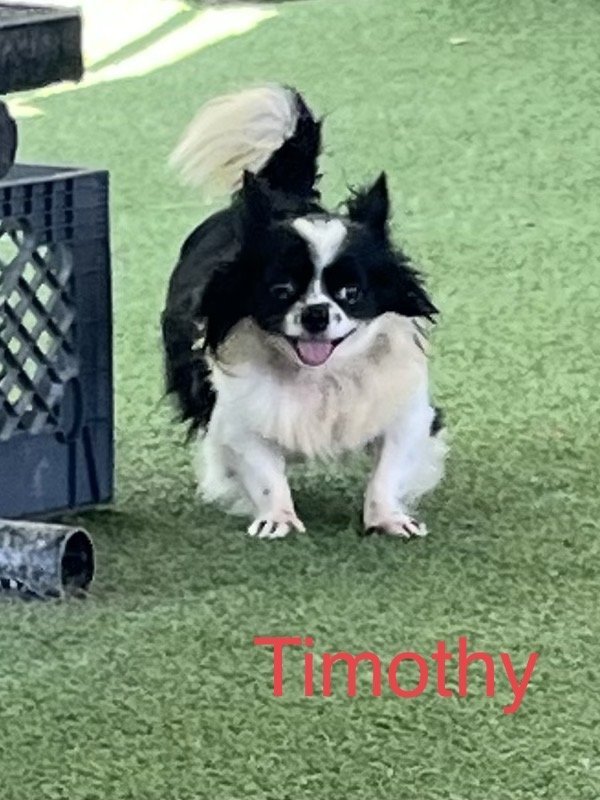 Timothy, an adoptable Pomeranian in Pipe Creek, TX, 78063 | Photo Image 3