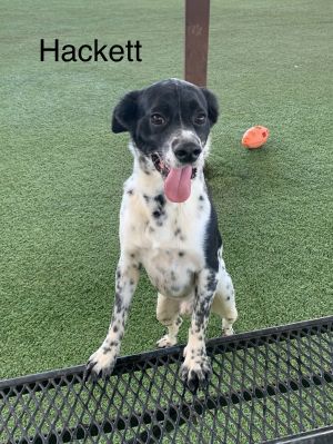 Hackett, Adult Male unknown