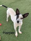 Harper photo 1