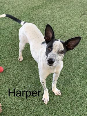 Harper, Adult Male unknown