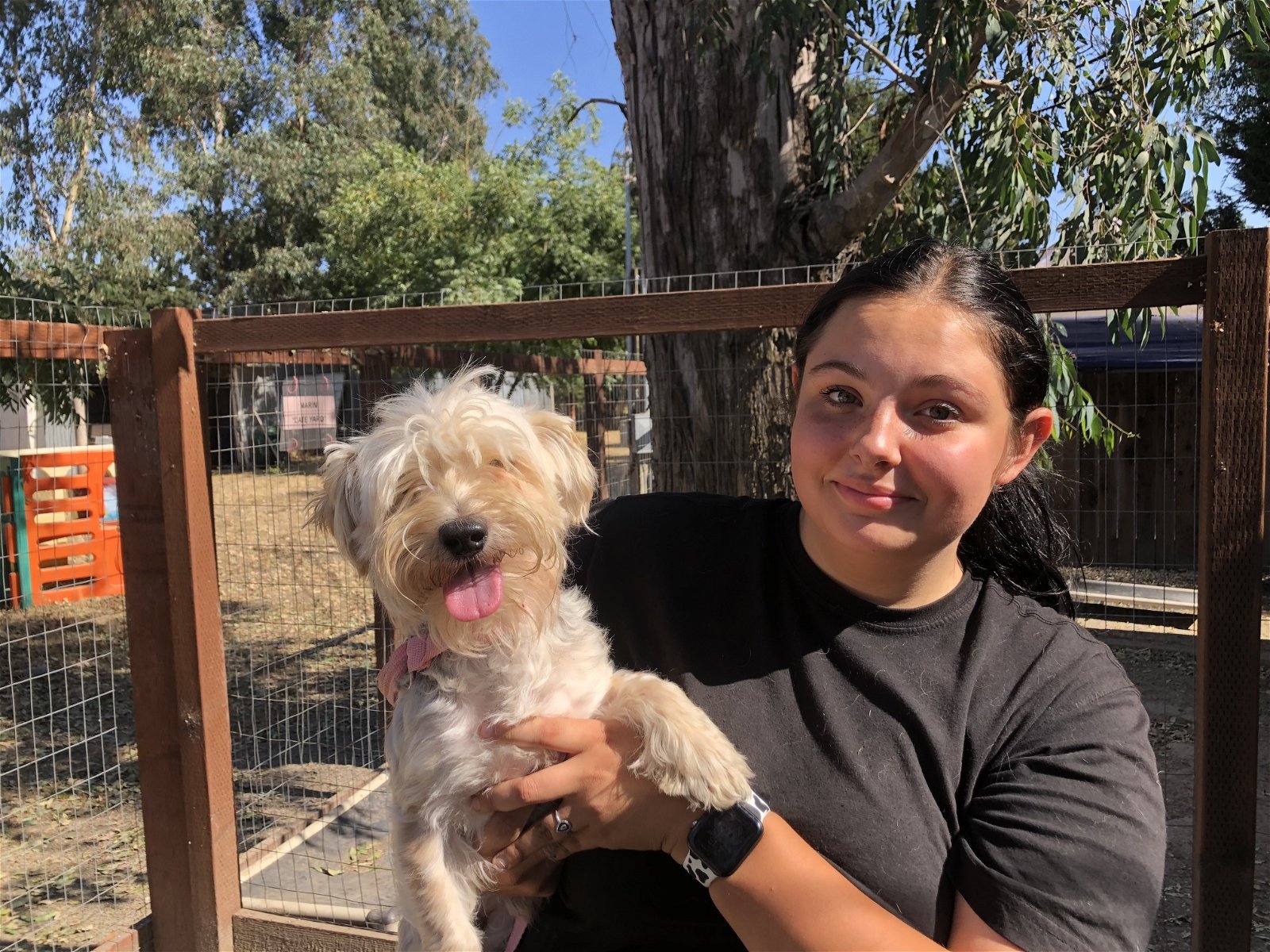 dog-for-adoption-mr-cream-puff-a-yorkshire-terrier-mix-in-sonoma