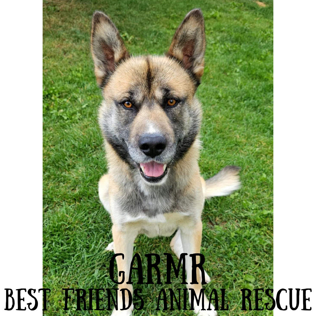 Garmr, an adoptable Husky, Akita in Wasilla, AK, 99654 | Photo Image 1