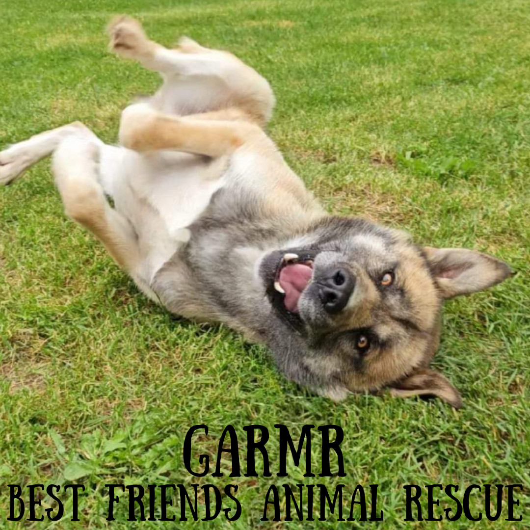 Garmr, an adoptable Husky, Akita in Wasilla, AK, 99654 | Photo Image 2