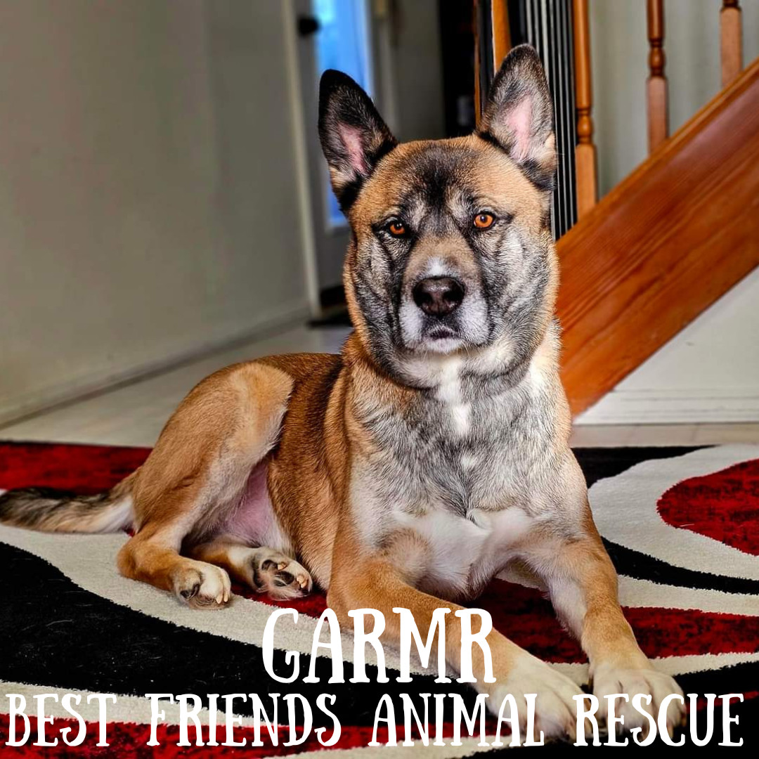 Garmr, an adoptable Husky, Akita in Wasilla, AK, 99654 | Photo Image 5