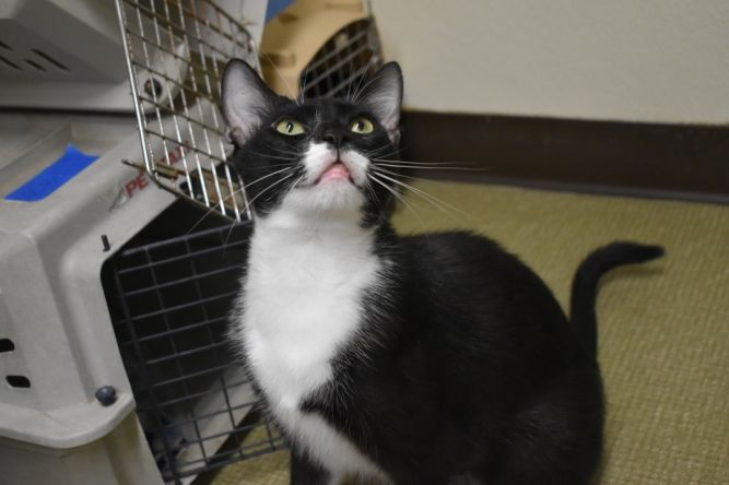 Milo