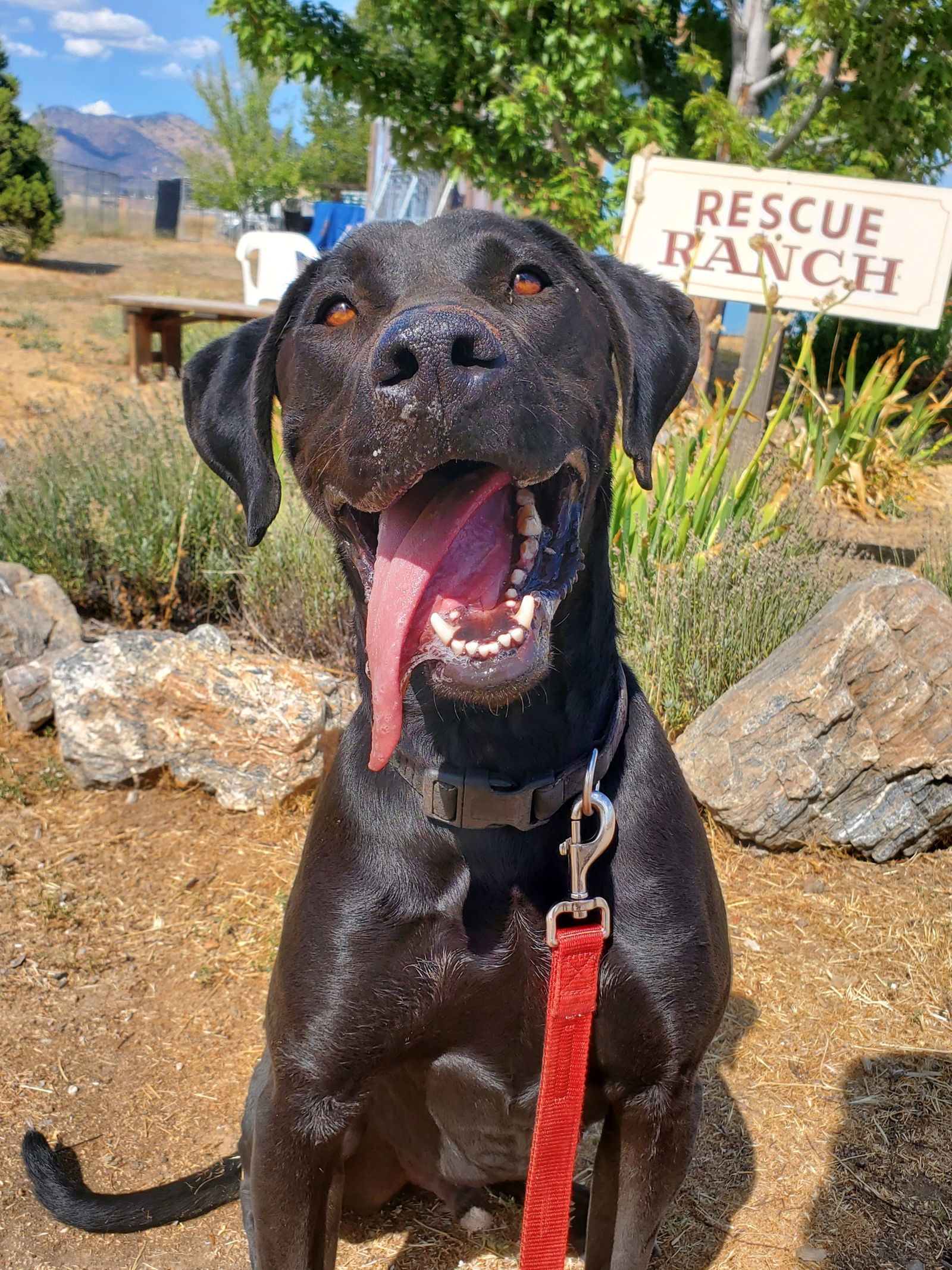 Stanley, an adoptable Labrador Retriever, American Bulldog in Yreka, CA, 96097 | Photo Image 1