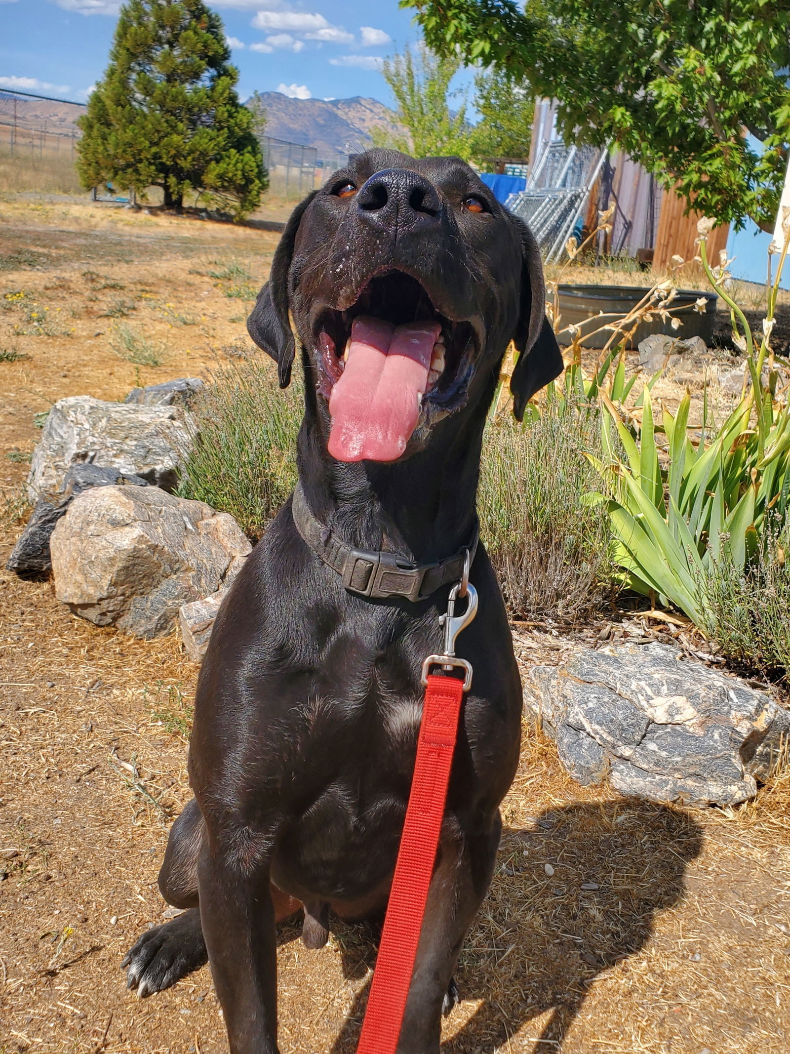 Stanley, an adoptable Labrador Retriever, American Bulldog in Yreka, CA, 96097 | Photo Image 2