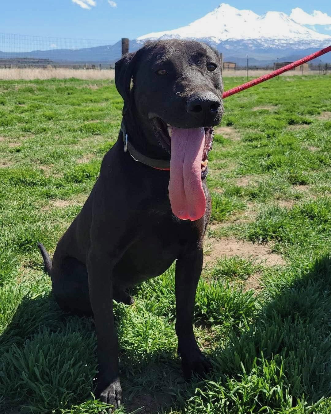 Stanley, an adoptable Labrador Retriever, American Bulldog in Yreka, CA, 96097 | Photo Image 3