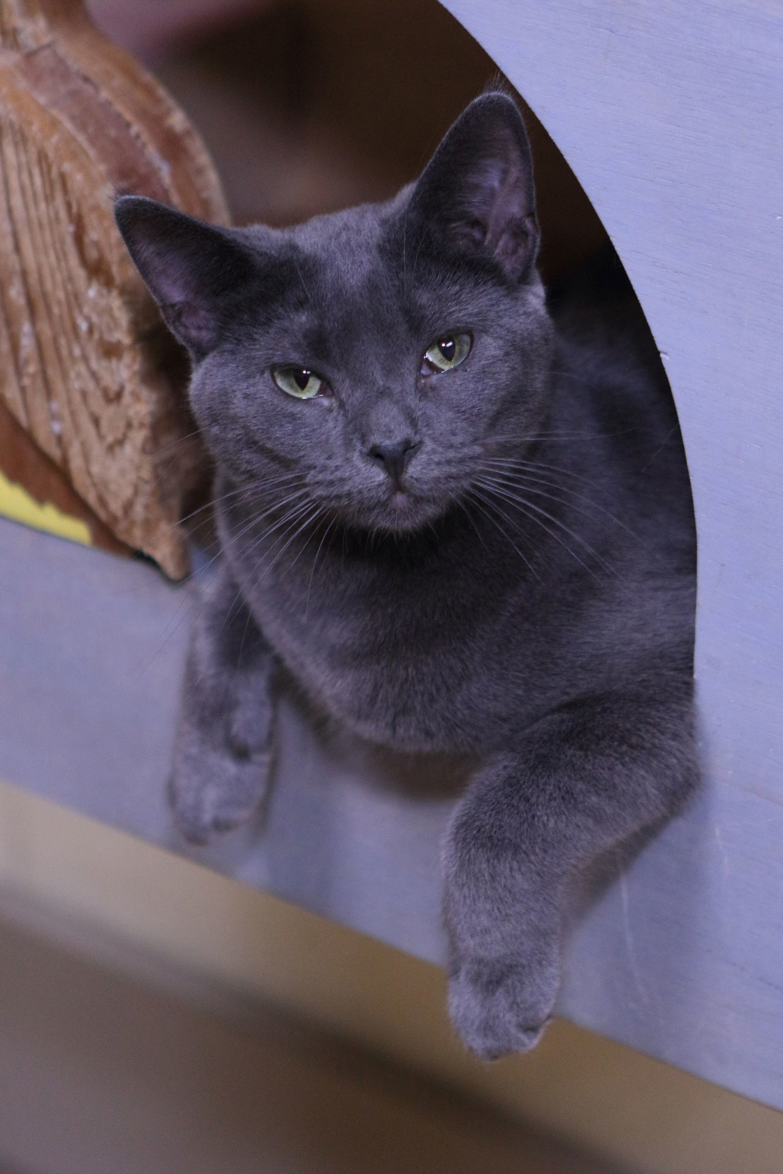 Hayden, an adoptable Domestic Short Hair in Austin, MN, 55912 | Photo Image 1