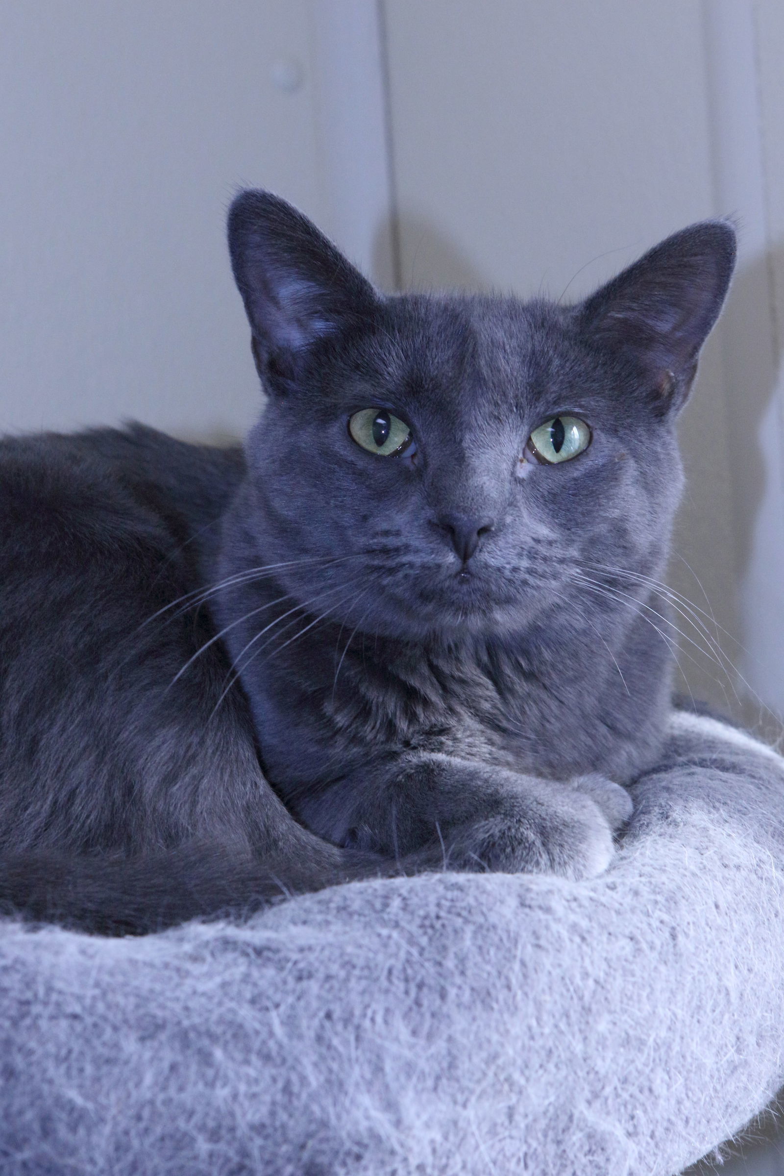 Hayden, an adoptable Domestic Short Hair in Austin, MN, 55912 | Photo Image 3