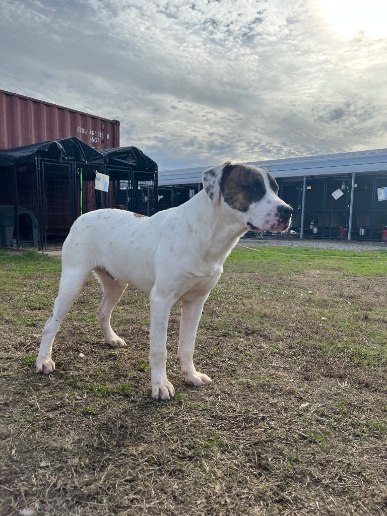 H402, an adoptable Terrier in Mullins, SC, 29574 | Photo Image 1