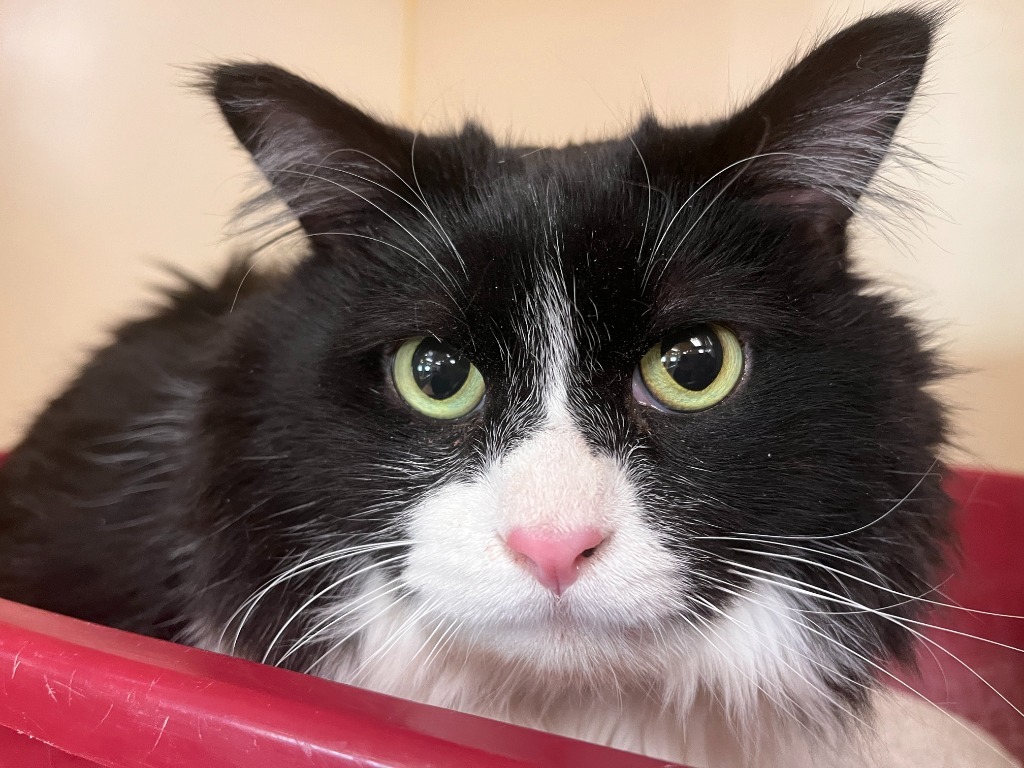 Beefcake, an adoptable Domestic Medium Hair in El Paso, TX, 79906 | Photo Image 1