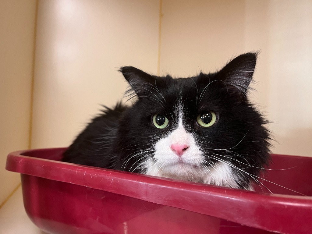 Beefcake, an adoptable Domestic Medium Hair in El Paso, TX, 79906 | Photo Image 4